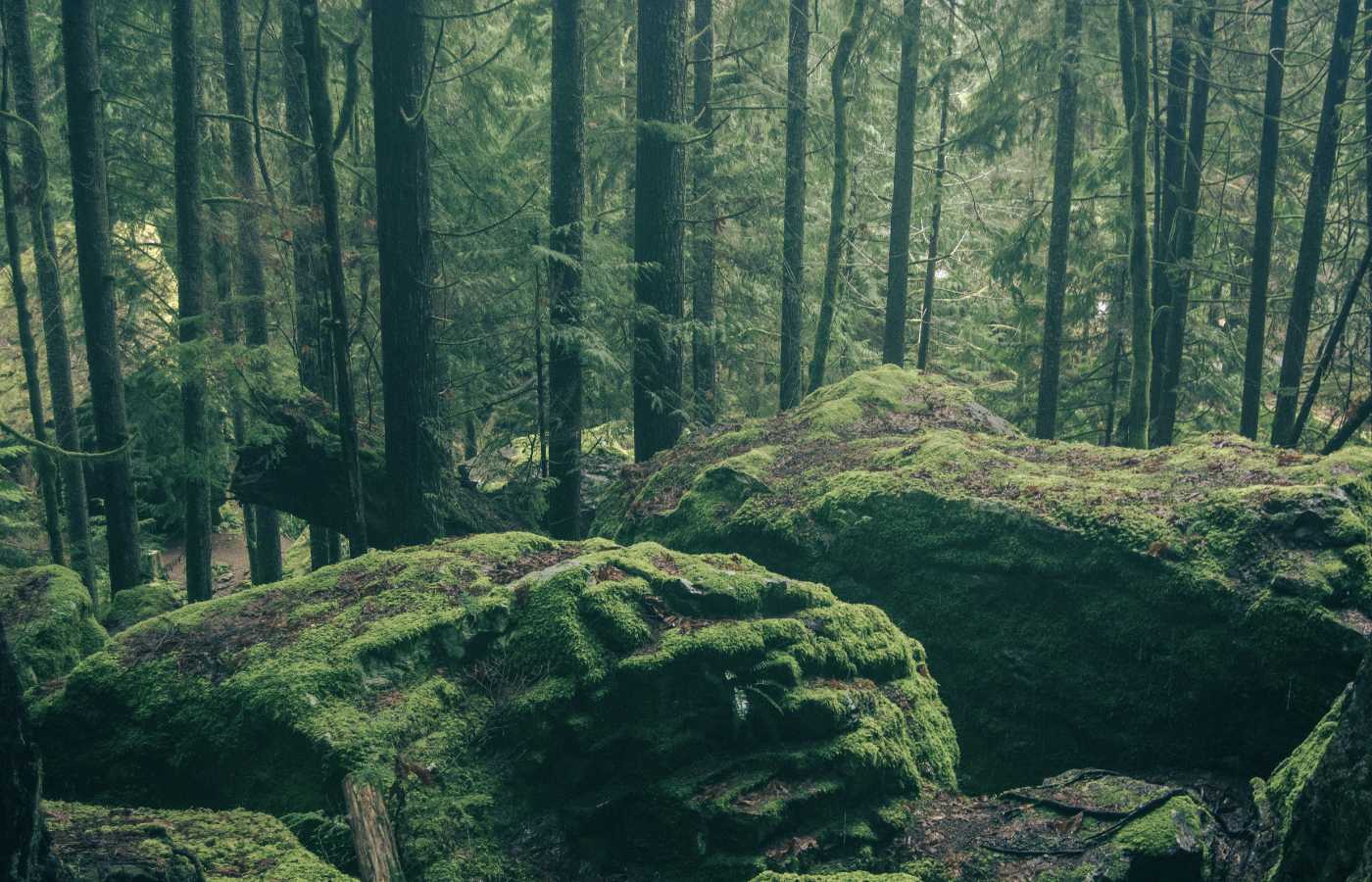 Scenic forest scene banner.